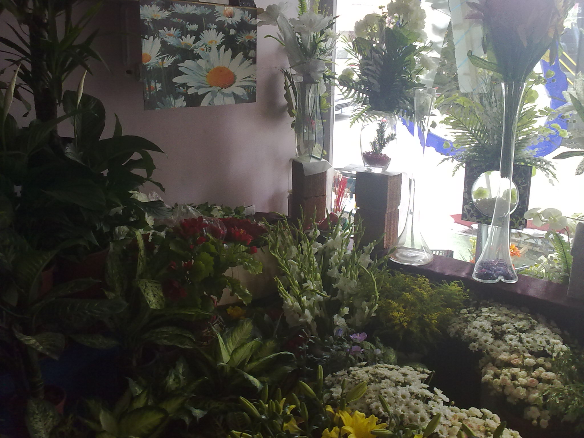 İlaysu-Çiçekçilik